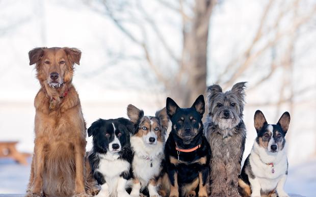 Психологи доказали: порода собаки может многое рассказать о ее хозяине