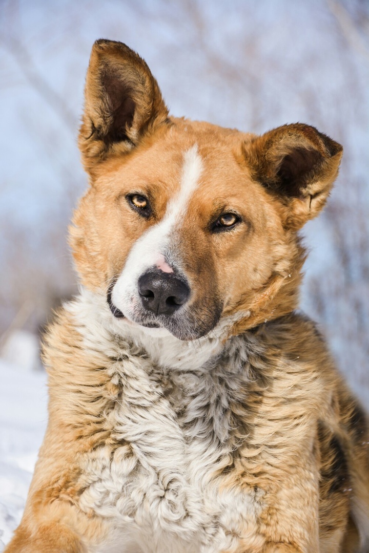 Хозяева не пустили собственного пса домой после прогулки