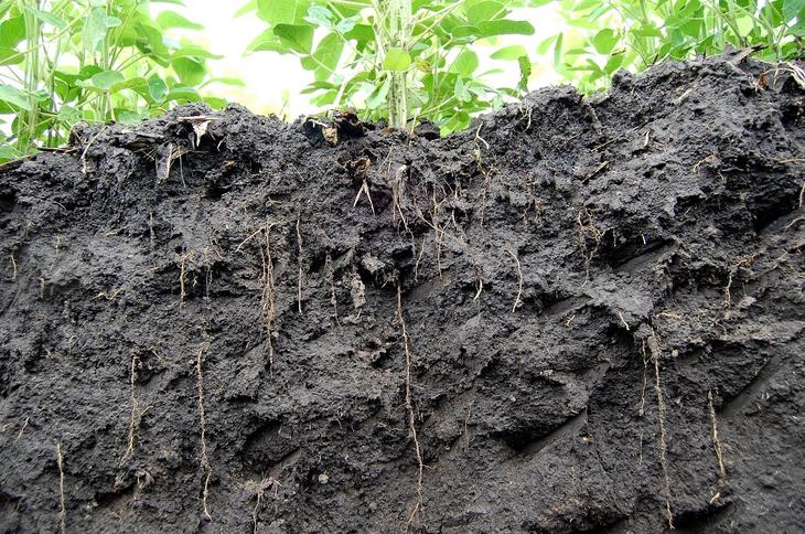 Thin and long roots mean good soil and better yield