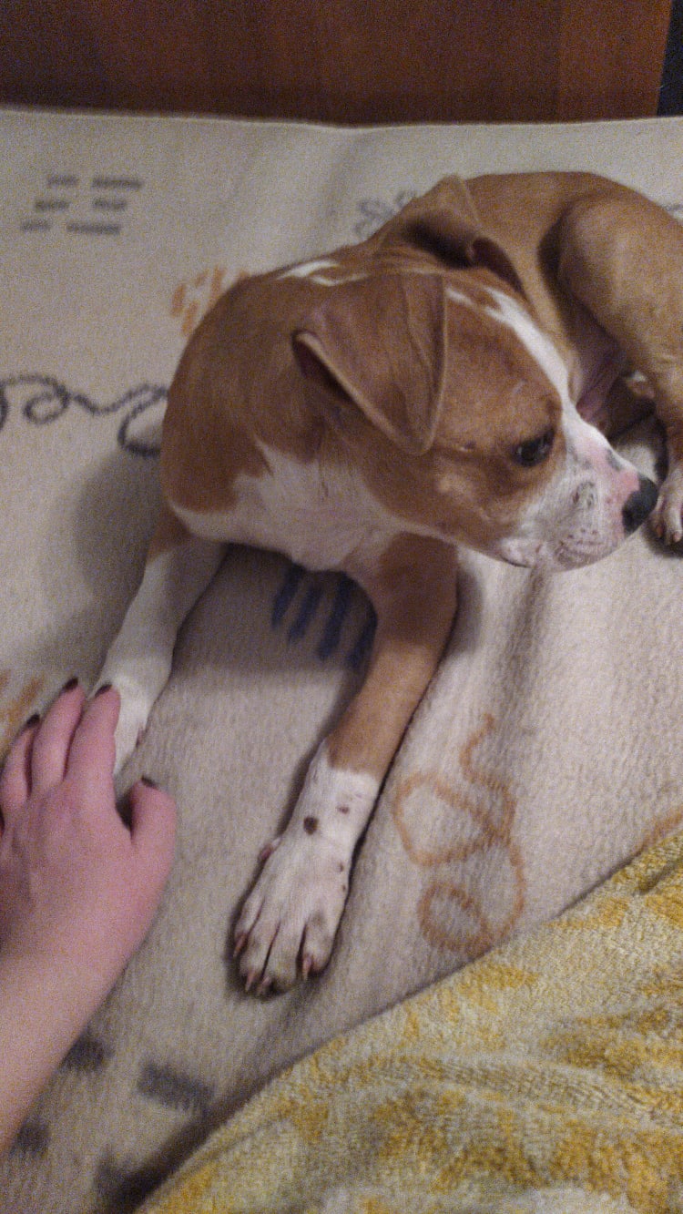 щенок в доме