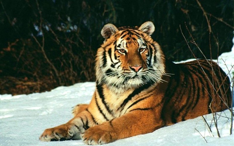 У тигров не только полосатый мех, но и полосатая кожа. животный мир, информация, юмор