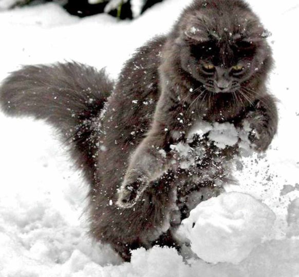 Кошка которая очень любит снег