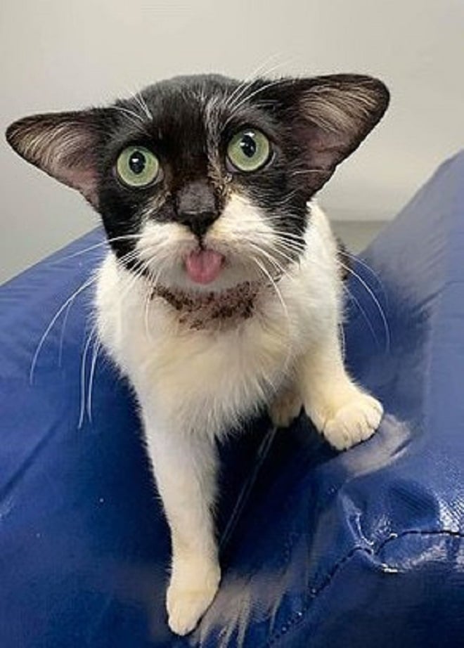 Кошка высунула язык