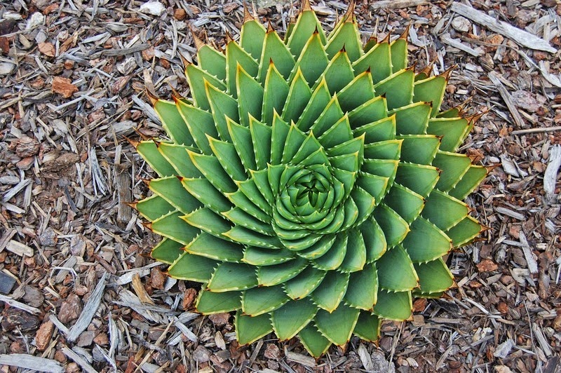 Геометрия растений