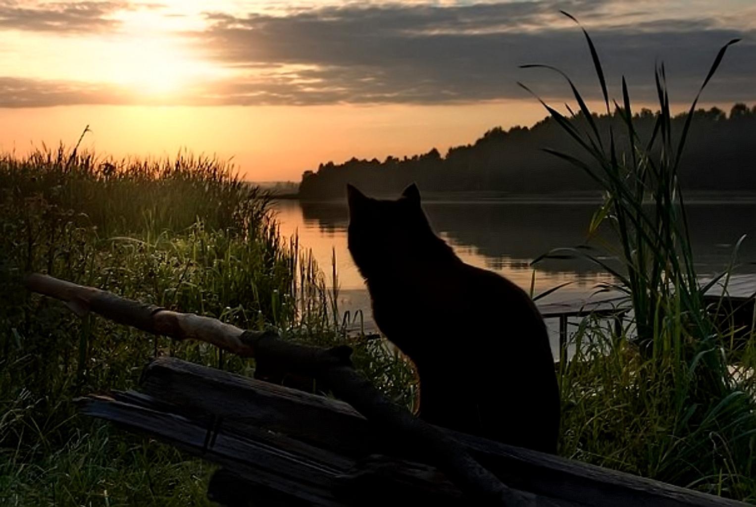 Кошки в озерах. Кот у реки. Кот на рыбалке. Кот на берегу реки. Кошка у реки.