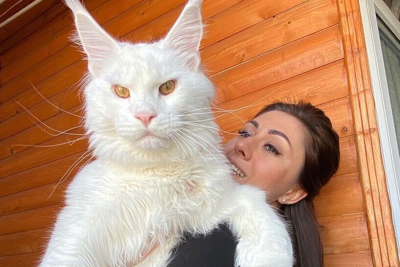 Мифология и уважение кошек в России