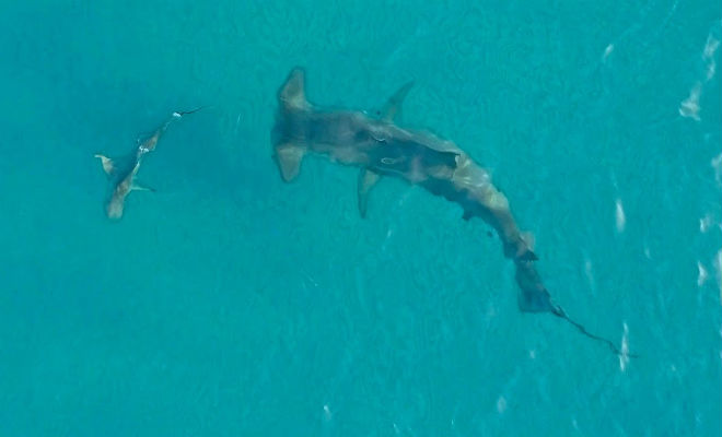 Рыба-молот поднялась к поверхности и устроила охоту на акул