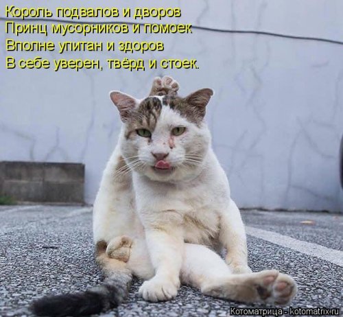 Лучшая котоматрица недели