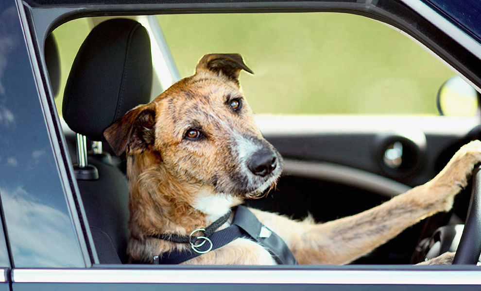 Собаку ради шутки посадили за руль, а через 2 месяца она начала водить настоящий авто: видео
