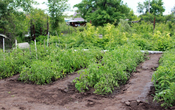 В Севастополе участились кражи в садоводческих товариществах 