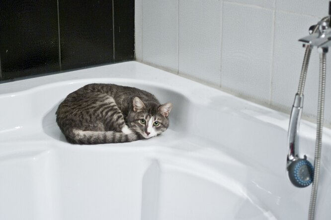 Каких кошек нужно мыть: хозяин должен знать, когда питомцу нужна помощь