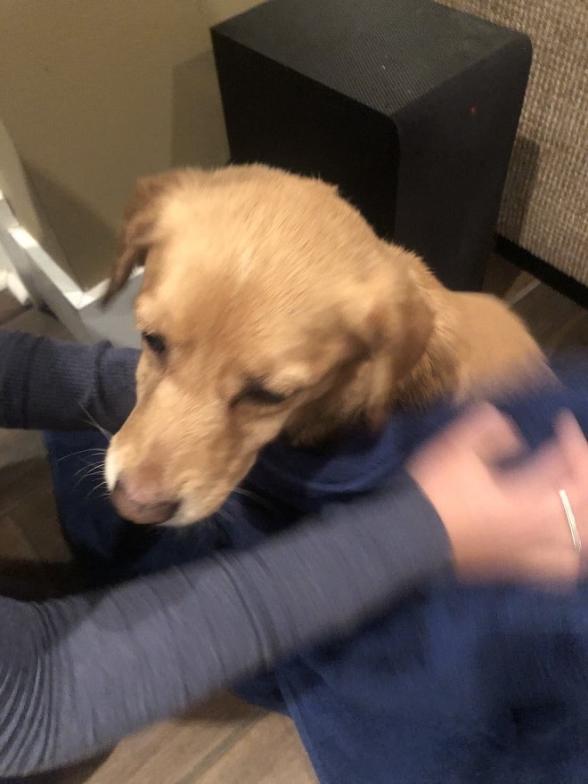 Собака и рука