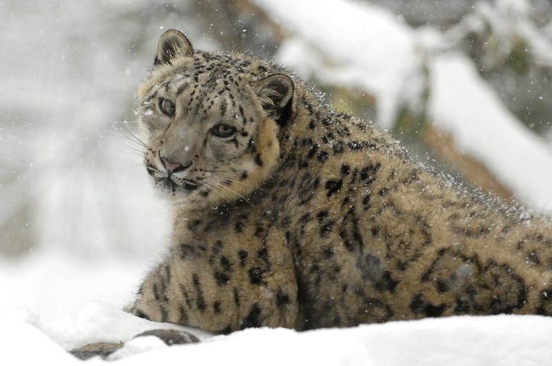 The rare snow leopard is no longer listed as 