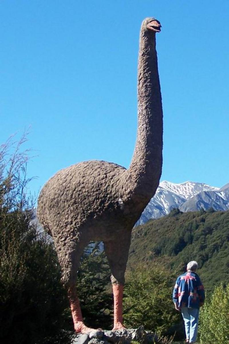 Самый крупный страус. Птица МОА новая Зеландия. Гигантская птица МОА. МОА вымершая птица. Эпиорнис мадагаскарский.
