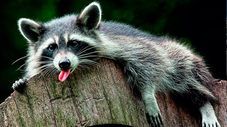 Никогда не заводите енота!!!