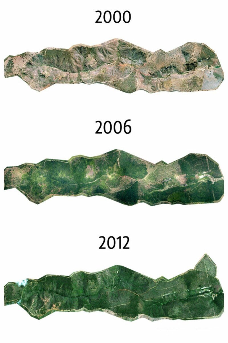 Бразильская пара, восстановившая за 20 лет целый лес Сальгадо, бразилия, восстановление, истории, лес, природа, пустошь, фотограф