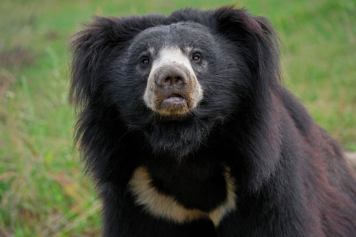 Фото №1 - Медведь-губач: соло на губе