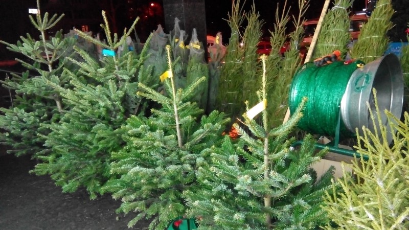 елочный базар, елки, новый год, мун, Полешко, 2212