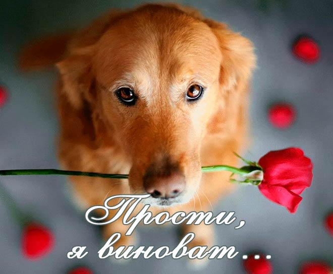 Извинения перед девушкой в картинках