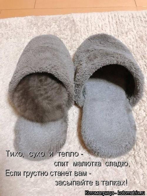 Лучшая котоматрица недели