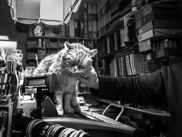 Счастливые кошки в фотографиях Marianna Zampieri Счастливые кошки