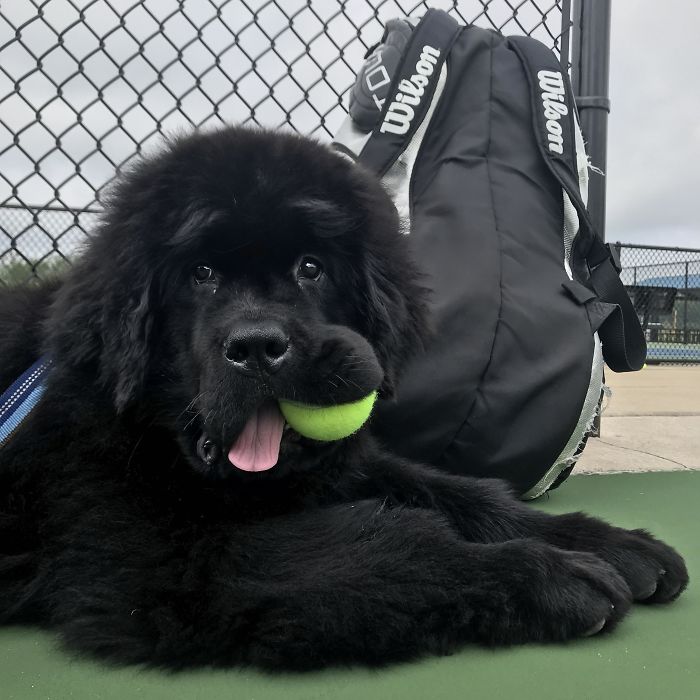 Олли нравится приезжать в теннис и помогать
