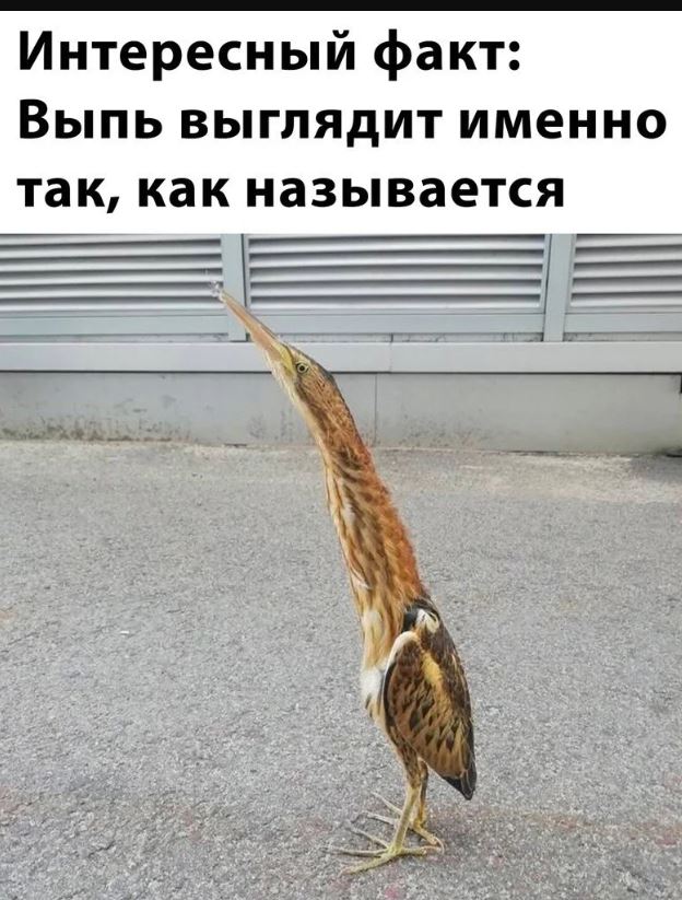 Картинки с приколами для поднятия настроения Картинки с приколами для поднятия настроения