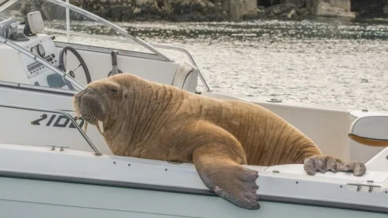 зачем европейцы подарили моржу Уолли «диван»?