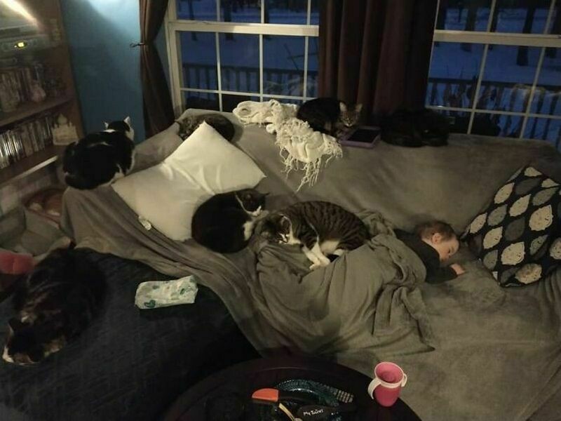 15 котов и кошек, которые решили, что няня — их новая работа