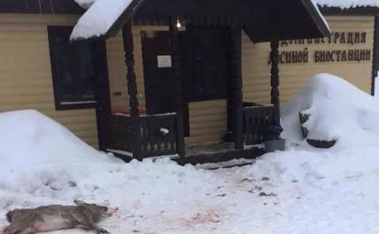 Убит лесной олень по твоему хотенью Убит лесной олень по твоему хотенью россия