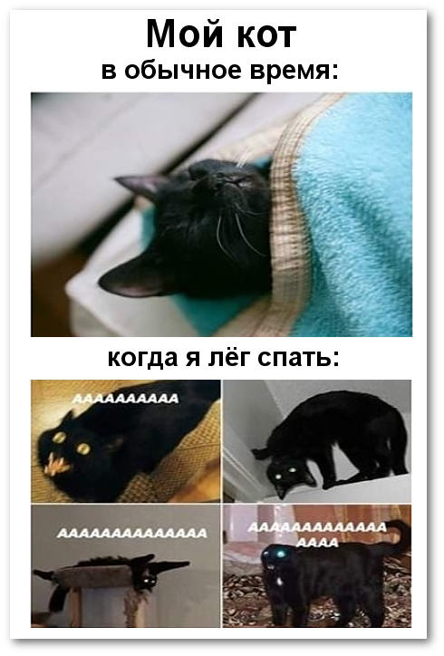 изображение: Мой кот в обычное время и когда я лег спать #Котоматрицы