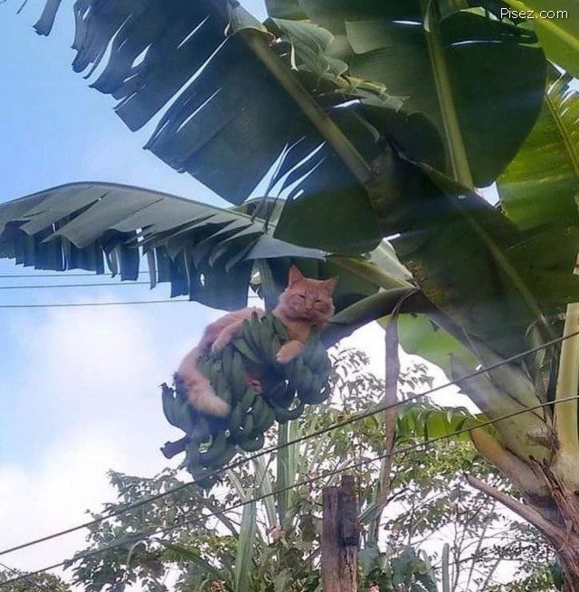 25 приколов июля 25 приколов июля смешные картинки,фото-приколы,юмор