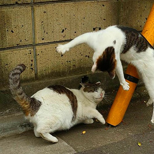 Кошки Токио в фотографиях Масаюки Оки интересное,кошки и коты,позитив,фотография