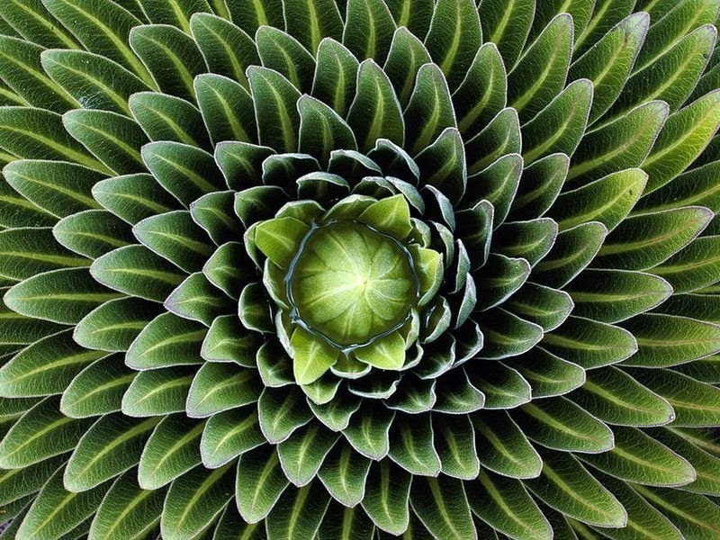 Геометрия растений