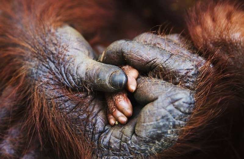 "Ладошка" (фото: Джэми Таррис, Великобритания) Wildlife Photographer of the Year, животные, конкурс, мир, победитель, финалист, фотография