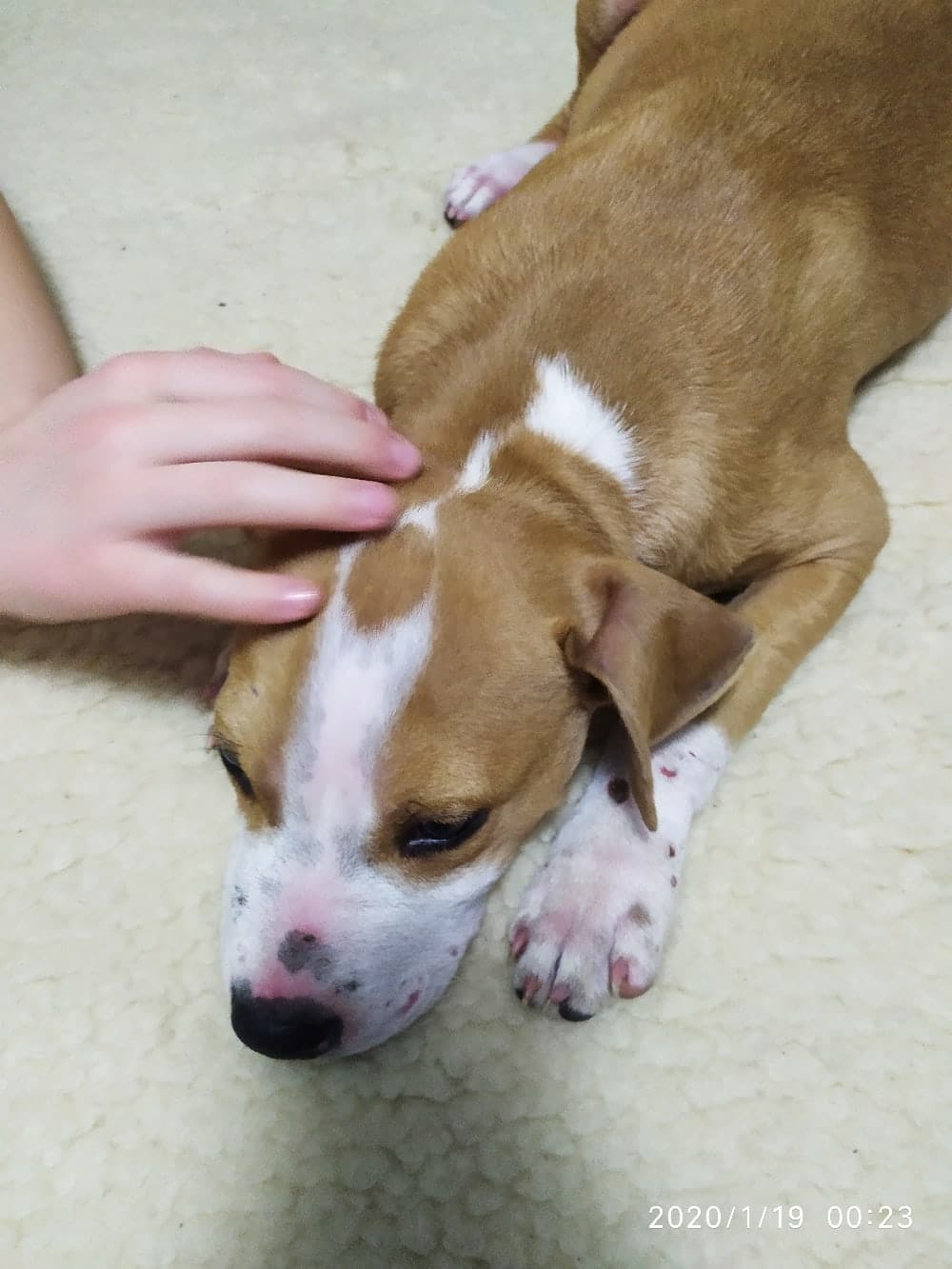 щенок в доме