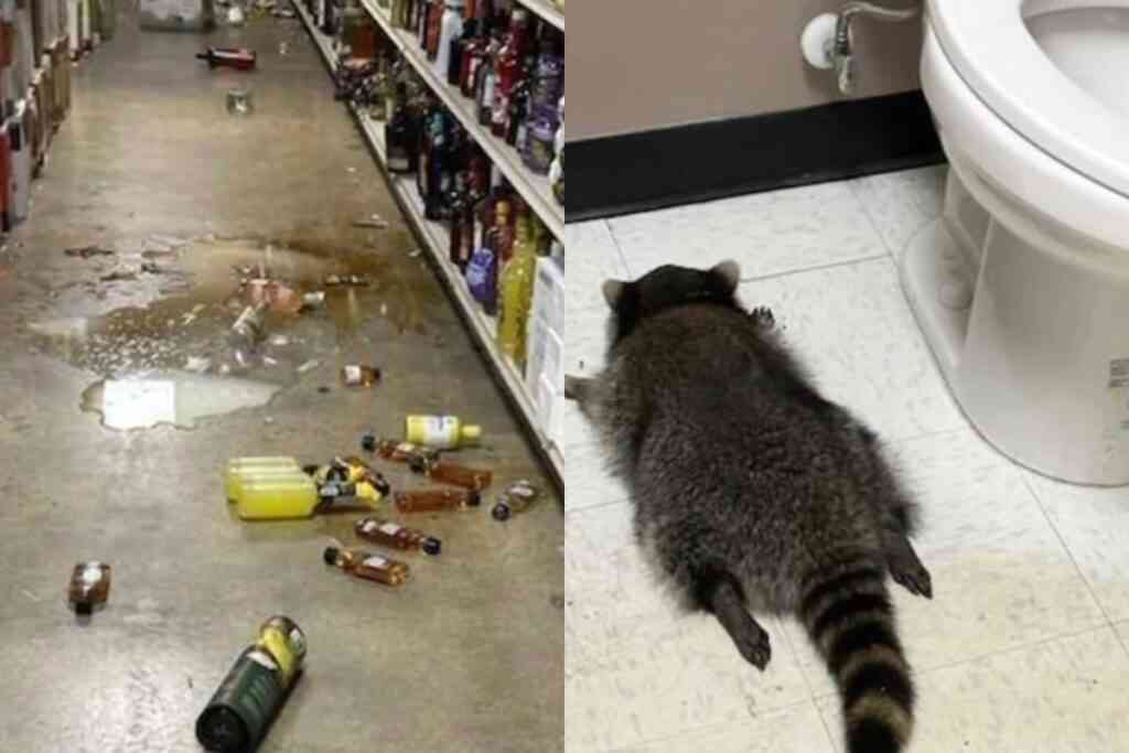 Пьяный енот устроил дебош в американском алкомаркете и уснул в туалете