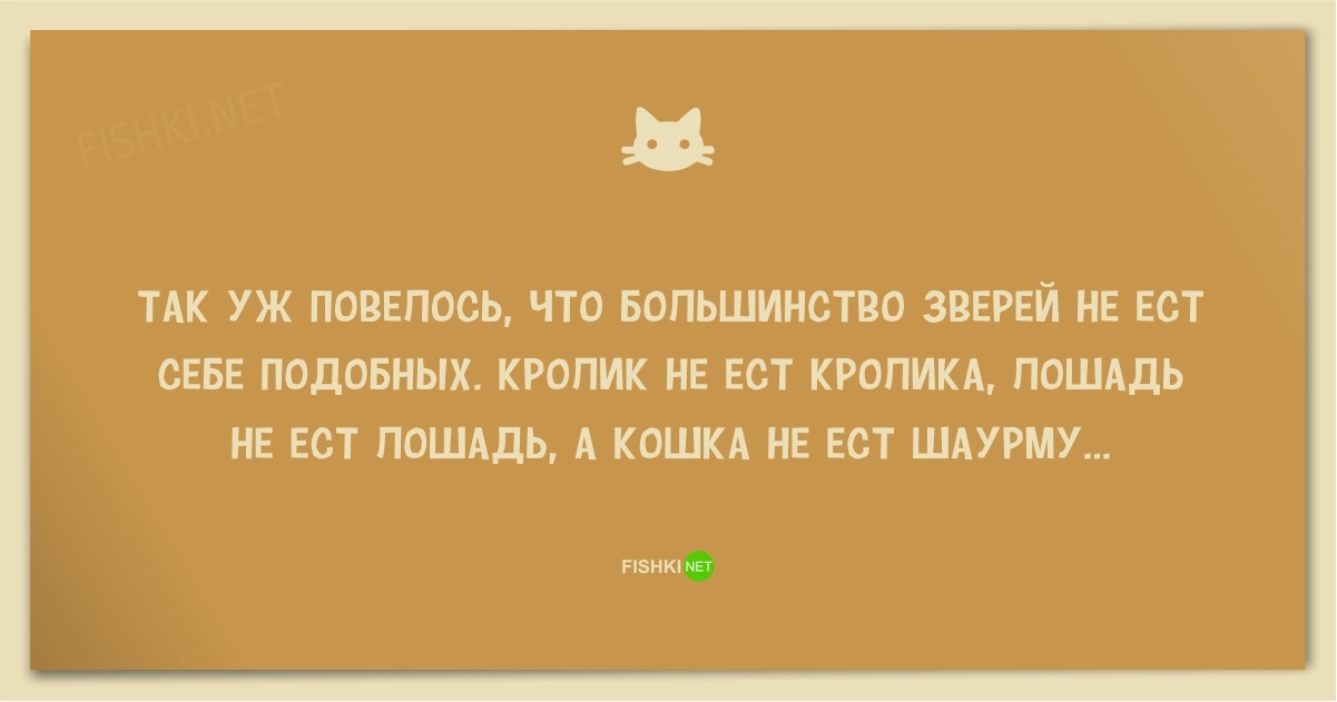 25 смешных анекдотов про кошек и котов