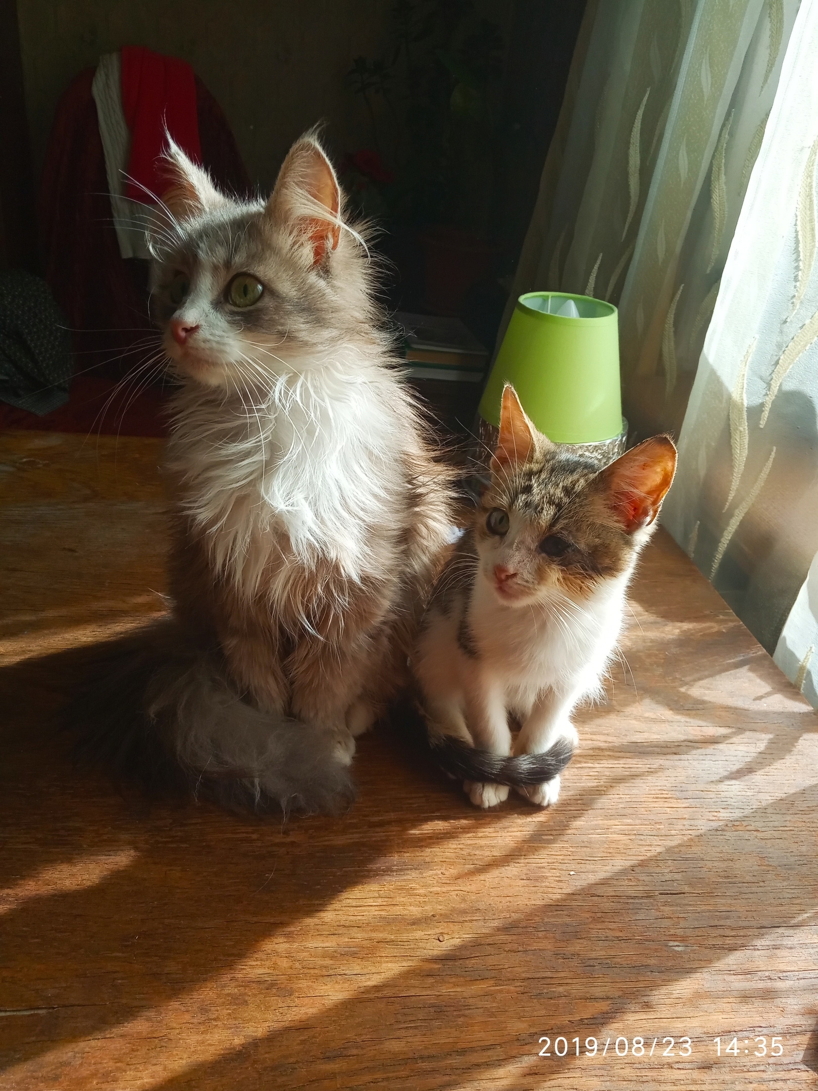 кошка и котёнок