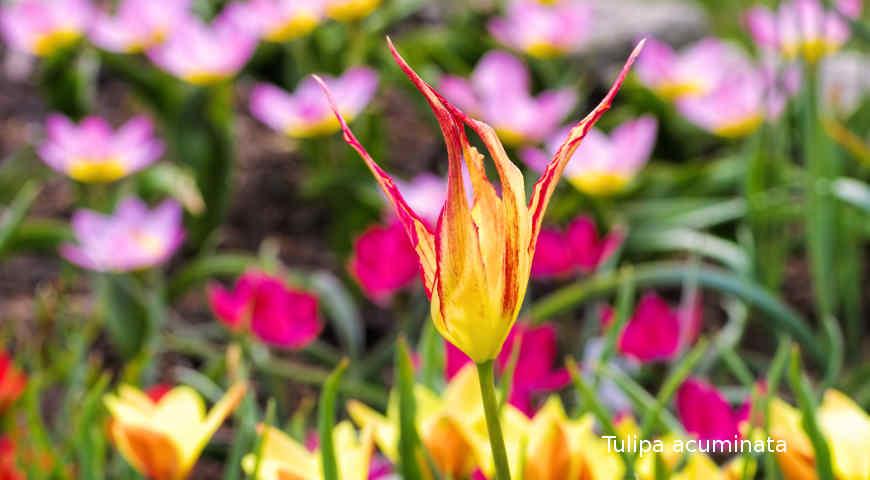 Август - самое время выбирать, какие сорта тюльпанов у вас будут цвести весной сорта, тюльпаны, тюльпанов, тюльпан, Parrot, лепестков, цветка, цветки, поздние, сортов, Окраска, цветения, класс, высотой, относят, Black, гибриды, довольно, благодаря, всего