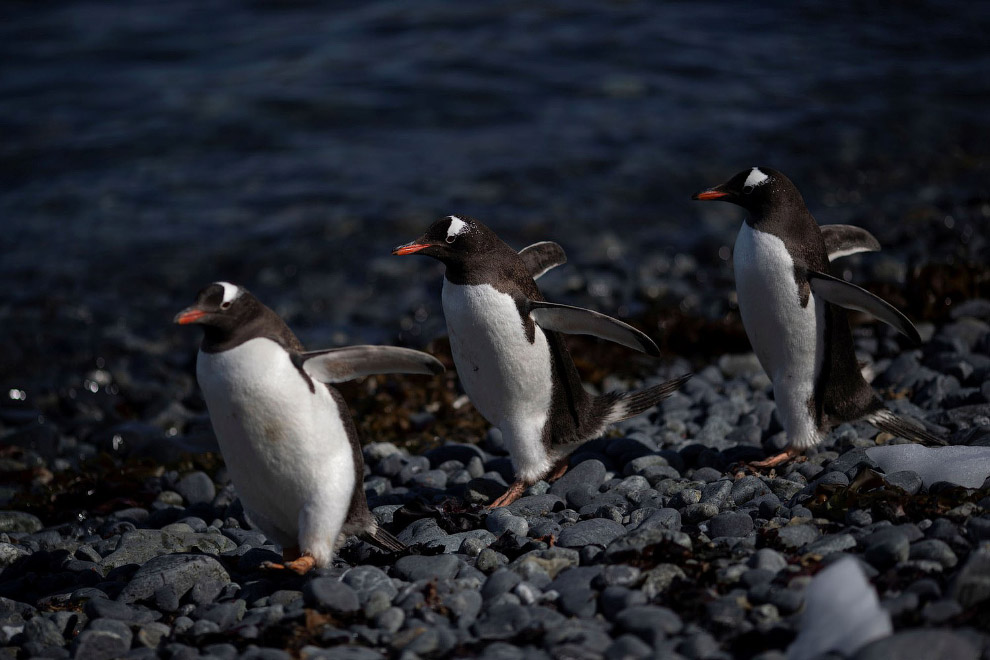 Перепись пингвинов в Антарктиде Marcelino, Reuters, Ueslei, пингвины, пингвинов, Антарктида, более, около, Южной, айсберги, февраля, могут, коротких, время, прилегающих, перьев, антарктические, километров, глубине, проплыть