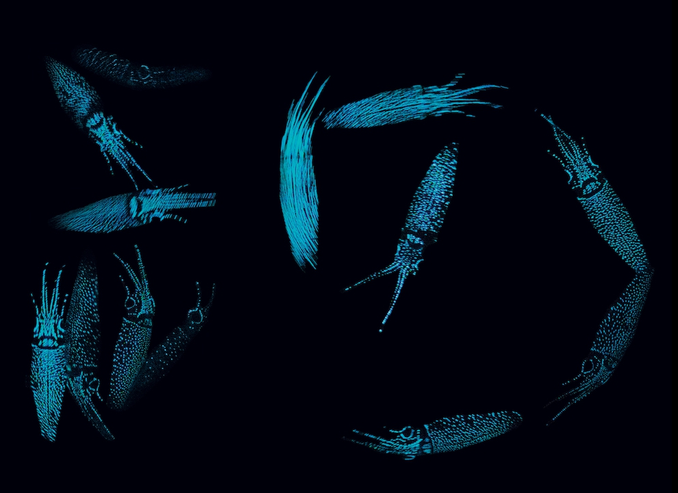 Кальмары-светлячки Watasenia scintillans