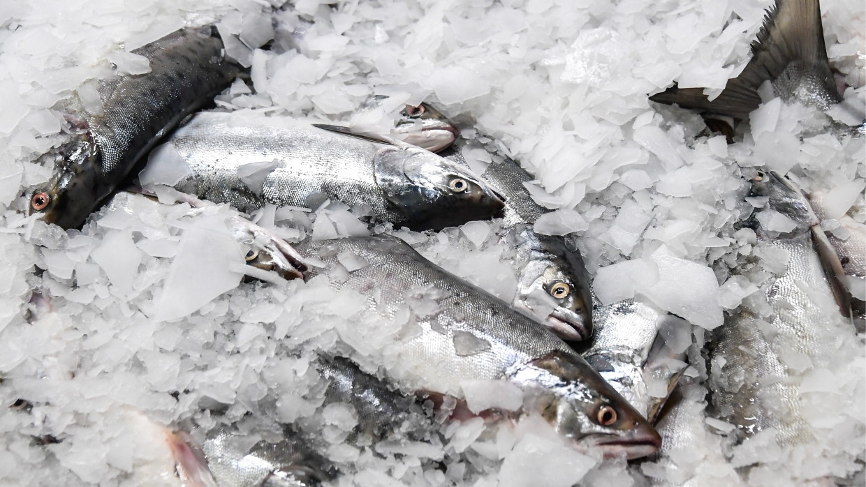 Рыбаки в Норвегии испугались российской горбуши на нересте