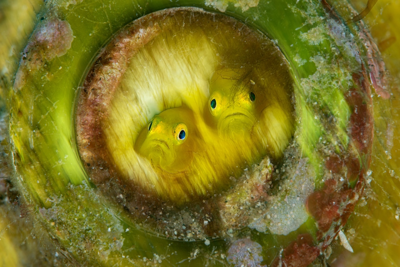 Фотография двух желтых рыб внутри стеклянной бутылки, смотрящих прямо в камеру.