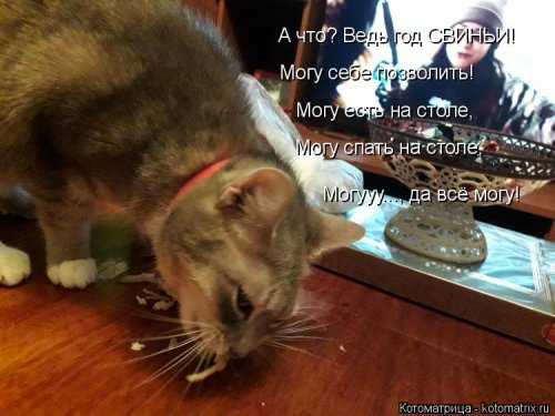 Новая котоматрица 