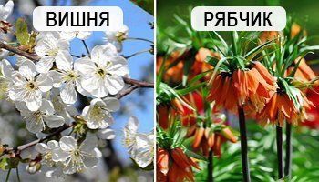 Что и когда сеять в огороде – народные приметы в помощь дачнику рассаду, грунт, открытый, время, салат, морковь, горох, свеклу, растения, редьку, картофель, зимнюю, чабрец, высаживают, перца, народные, кольраби, цветной, овощей, фасоль