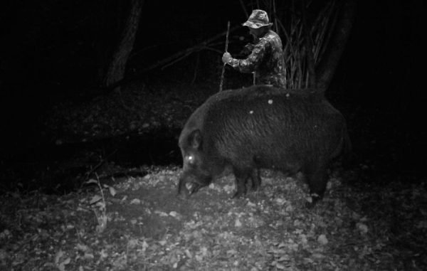 Мужчина установил фотоловушки возле Чернобыля. Камера зафиксировала невероятное!