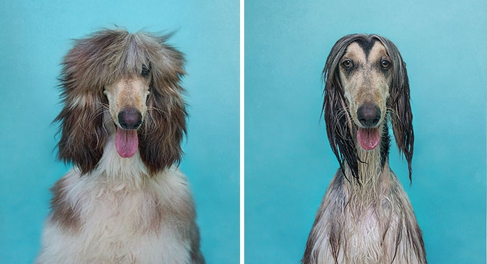 собаки до и после купания, мокрые собаки