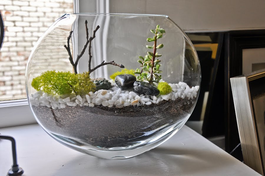 Флорариум своими руками: пошаговый мастер-класс по созданию потрясающего мини-сада за стеклом
