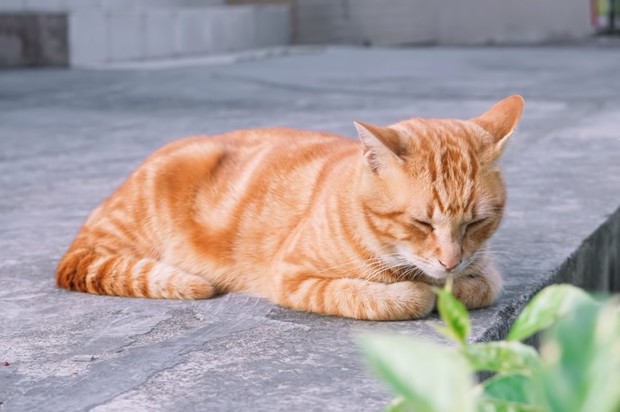 Что значит поза, в которой спит твоя кошка (7 поз) кошка, кошки, спать, могут, собаками, всетаки, возможно, хотят, именно, часами, значит, Кстати, полностью, питомец, Разве, поесть, делом, поиграть, конечно, лучше